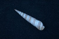 藏品(紅筍螺)的圖片